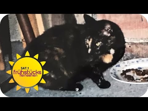 WER hat die KATZE MAUSI ENTFHRT? Steckt die TIERMAFIA dahinter? | SAT.1 Frhstcksfernsehen | TV