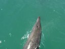 Dolphins Dolphins