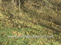 Fox Squirrel Bow Hunting in Illinois
