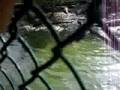 crocodiles