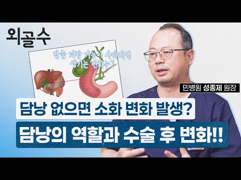 담낭 없으면 소화 능력에 변화가? 담낭의 역할과 수술 후 변화..