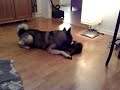 Rambo the norwegian elkhound vs Kitten Turbo