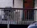 videos de maggie