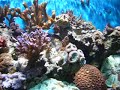 aquario marinho corais 