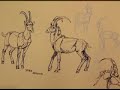 Drawing Animals With Tina Schmidt