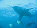 Great White Shark, South Australia, Rodney Fox - July 2007