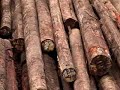 Rainforest timber stopped from leaving Paradise