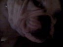 videos de LUCY THE SMILING 
