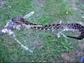 Wildlife Adventures with Steve: Rattlesnake Rescue