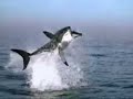 Requin Requin