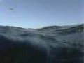 Requin