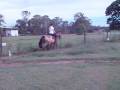 videos de Falcon's Malteser trot and canter
