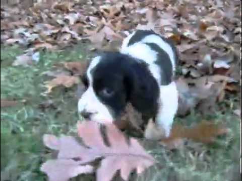 AKC Maggie's Girl 1