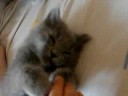 gatito piticli