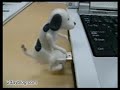 Humping Dog Humping Dog