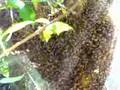 41000 BEES williethebeeman