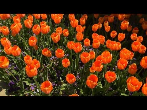 how to replant tulips outside