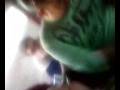 videos de 30112008(001).mp4