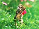 Super cute kittys two!