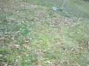Kooper and Ladybug running in Back Yard 4