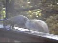 The Pink Squirrel