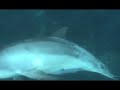 Dolphin with remora