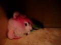 Pickle Attacks Toy