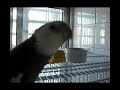 Cockatiel Whistles Amazing Tune