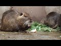 Нутриеводство: Fermierul (Nutria)
