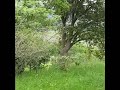 murueta