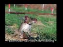 Sniffer Rats Take Over Mozambique\ Sniffer Rats Take Over Mozambique\