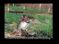 Sniffer Rats Take Over Mozambique's Landmines