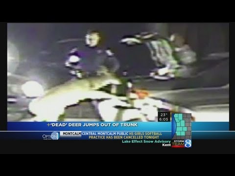 'Dead' deer jumps out of trunk