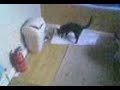 cat UFC 1 cat UFC 1