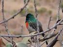 Le chant du sunbird Le chant du sunbird