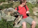 Murmeltiere in Saas Fee 2008 (mit Ton)