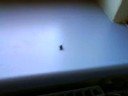 Breaking Bee