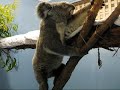 Hamlyn Bev: climbing koala