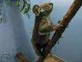 Hamlyn Bev: climbing koala