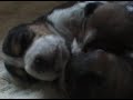 ?????Beagle