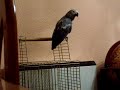 YACO -  ��GILIPOLLAS!!