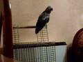 YACO -  ¡¡GILIPOLLAS!!