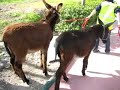 More baby donks but longer
