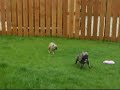 Serial French Bulldog Lydia is a tearaway!