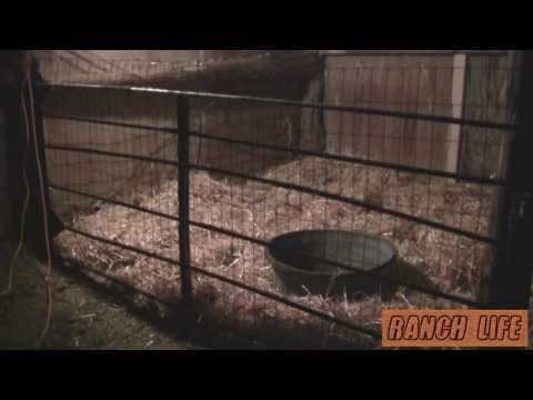 Pigpen - Episode 5 [Presented in Jeeper1540-HD]First COMPLETE Episode in HD! Ranch Life is a video series showing the Agriculture and Ranching where I live. •Episode ...