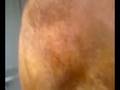 videos de Charles taureau