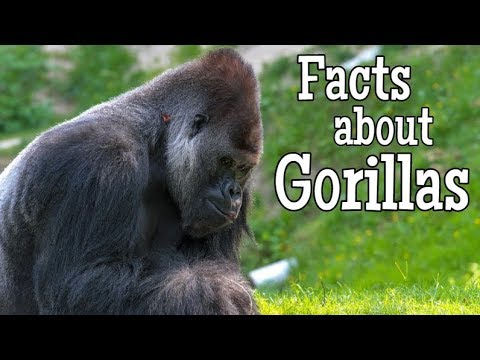 Animal Learning Videos