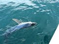 my father and i were shark fishing off the coast of montauk. lots of sharks were caught and released. this smaller blue shark (approx 75lbs) was hanging out in the slick. it would of been no contest catching him on out shark gear (penn 50s 2-speed, lamiglas 5650 cpo) so i decided to try my luck with my bluefishing rod ( daiwa dforce #dwd-701mhbws, shimano 3500b baitrunner spooled with ande 15# test gray, and a standard bluefish hook w/ 6'' wire leader). so after a 45 min fight, almost getting spooled twice, i told my dad to break out the camera and take a flick of my catch. he couldn't believe it when i got the fish to the boat. he thought i was either going to break my rod or get spooled. to say the least it was the best fight i had to date (besides a few makos and tuna) and was a blast getting it to the boat. the barb of my hook was in the eye of another hook that was already in the sharks mouth. o, and my pops isn't good with a camera so i had to coach him a little.... enjoy