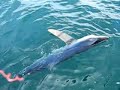 my father and i were shark fishing off the coast of montauk. lots of sharks were caught and released. this smaller blue shark (approx 75lbs) was hanging out in the slick. it would of been no contest catching him on out shark gear (penn 50s 2-speed, lamiglas 5650 cpo) so i decided to try my luck with my bluefishing rod ( daiwa dforce #dwd-701mhbws, shimano 3500b baitrunner spooled with ande 15# test gray, and a standard bluefish hook w/ 6'' wire leader). so after a 45 min fight, almost getting spooled twice, i told my dad to break out the camera and take a flick of my catch. he couldn't believe it when i got the fish to the boat. he thought i was either going to break my rod or get spooled. to say the least it was the best fight i had to date (besides a few makos and tuna) and was a blast getting it to the boat. the barb of my hook was in the eye of another hook that was already in the sharks mouth. o, and my pops isn't good with a camera so i had to coach him a little.... enjoy