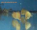 Pigeons Bloog y Synodontis